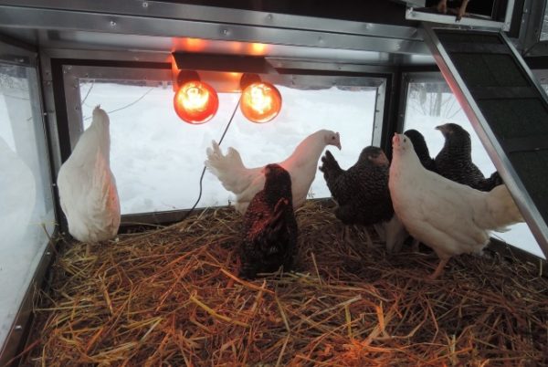 쿠르야트니크 데우기