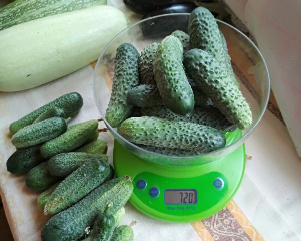 부드럽고 가시가 많은 오이