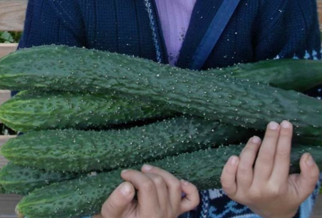 부드럽고 가시가 많은 오이