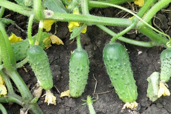 오이 얼라이언스 f1