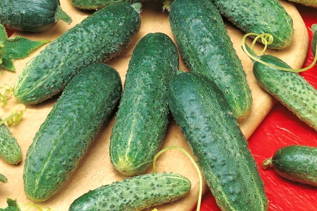 오이 아스테릭스 f1