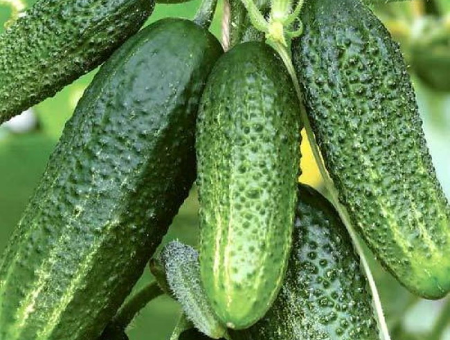 할머니의 손자 오이