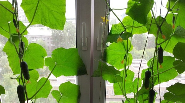 오이 발코니 기적 f1