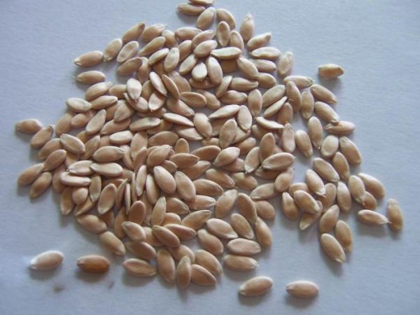 마른 씨앗으로 심기