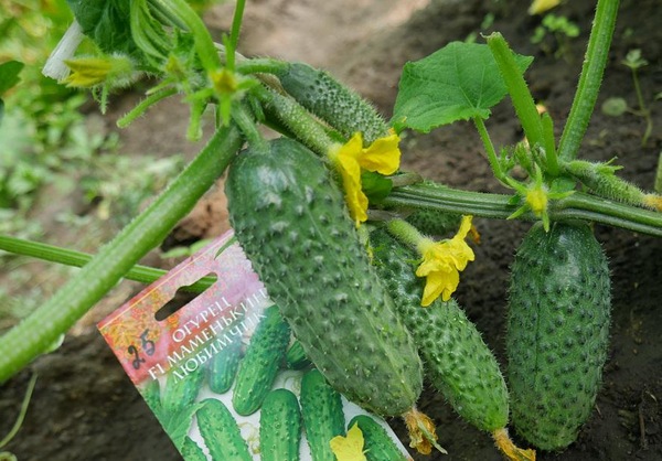 오이 "엄마가 가장 좋아하는" f1