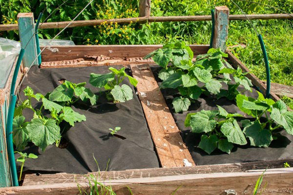 덮개 재료 아래에서 오이 재배