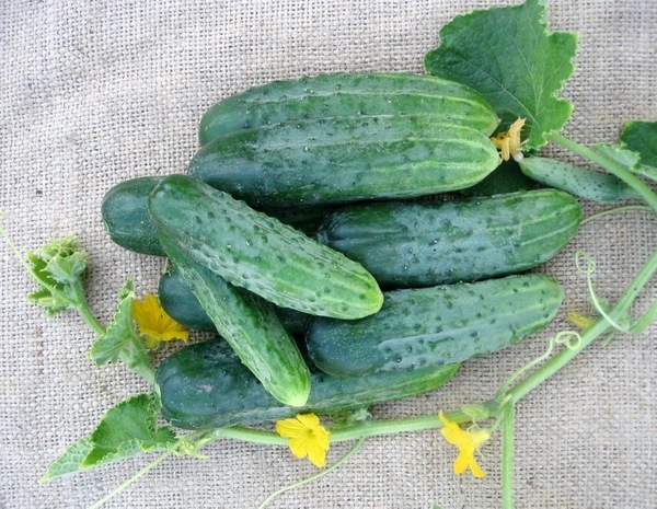 오이 뱀 모양 f1