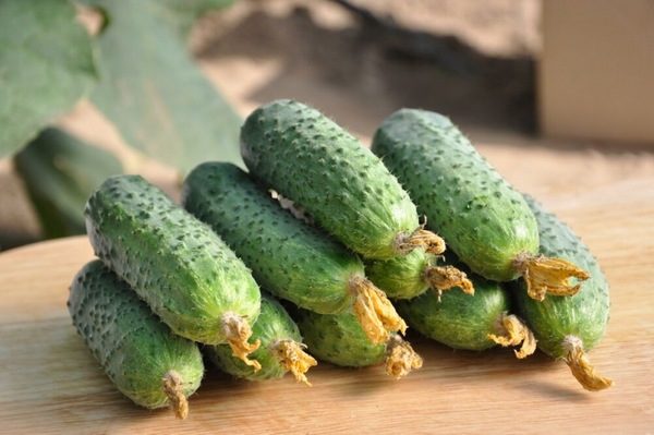 오이 품종 스피노 f1