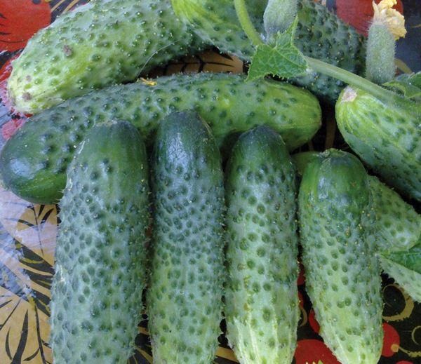 오이 품종 시즌 히트 f1