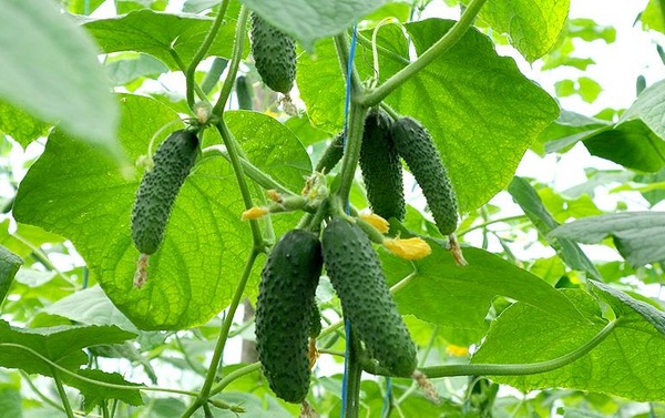 오이 보가티르스카야 실라 f1