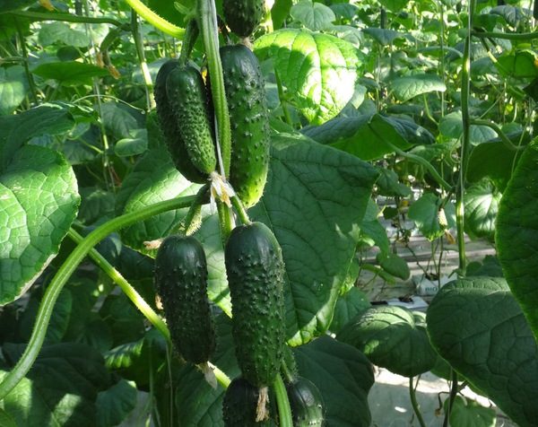 오이 품종 에메랄드 귀걸이 F1