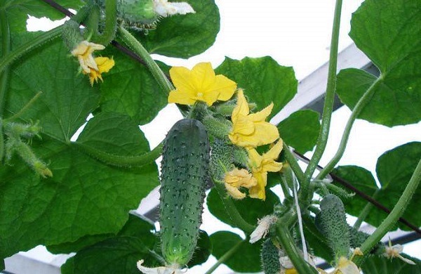 오이 에메랄드 귀걸이 f1