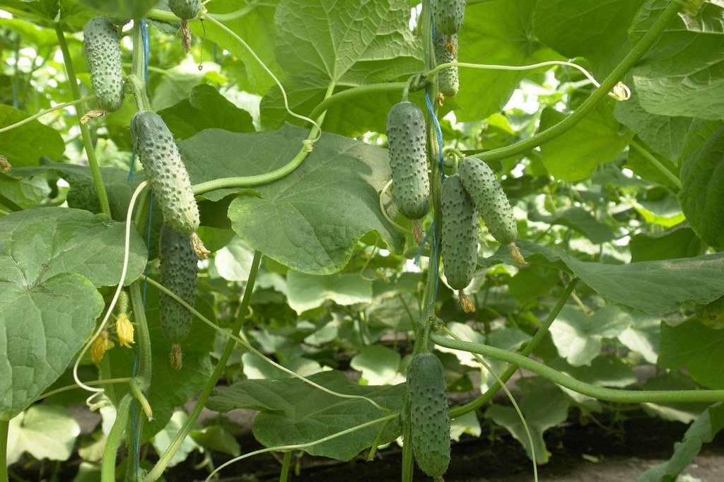 오이 미라벨라 f1