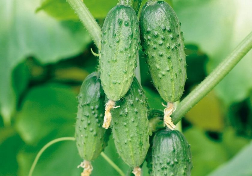 오이 Podmoskovnye Vechera f1