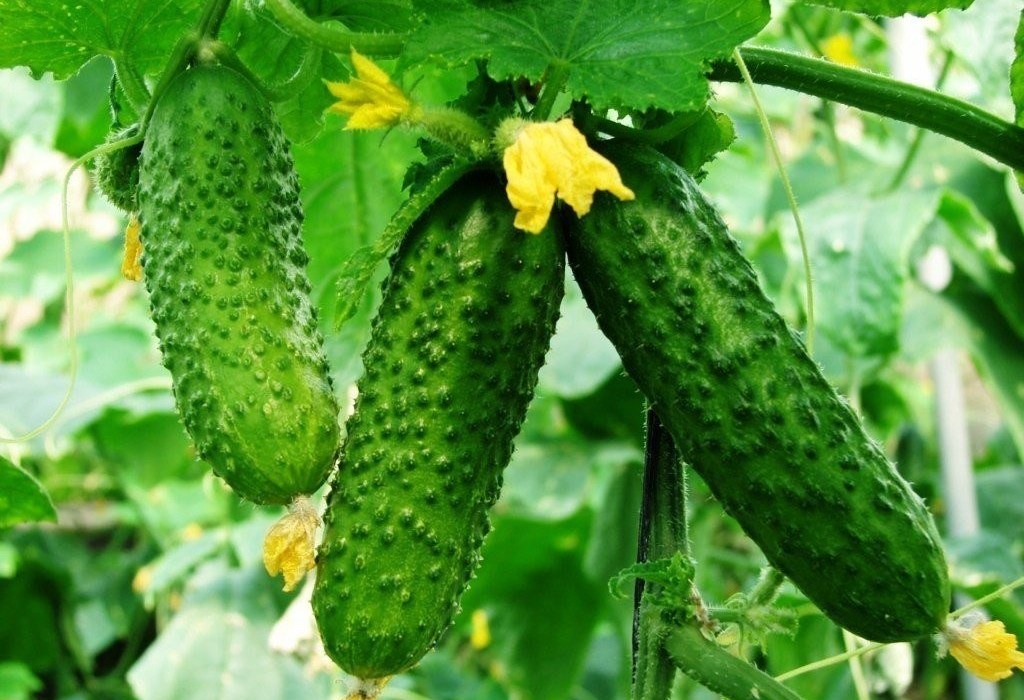 오이 차이코프스키 f1