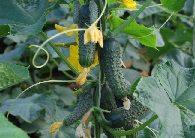 캐롤라이나 오이