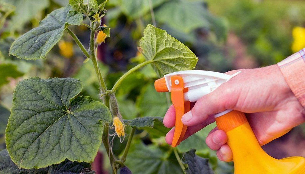 중국식 혼합물로 오이 가공