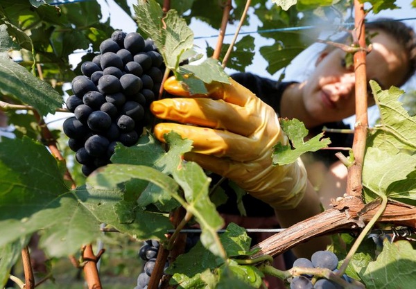 와인용 포도 수확 규칙