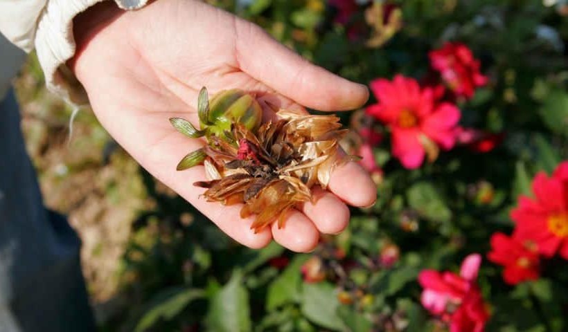 꽃씨앗을 모으다