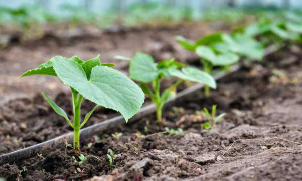 땅에 묘목 심기