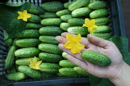 연대의 아들 오이 품종