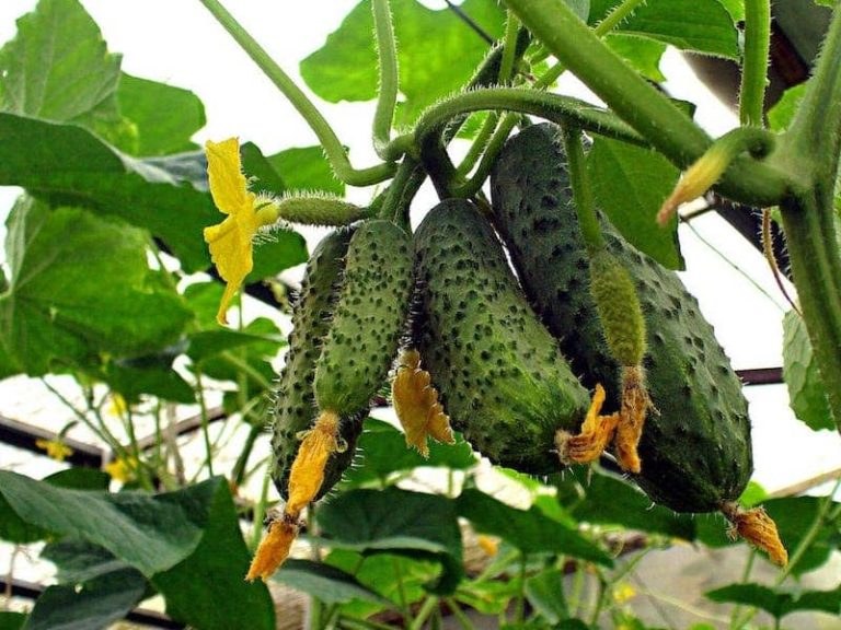 오이 메텔리차 f1