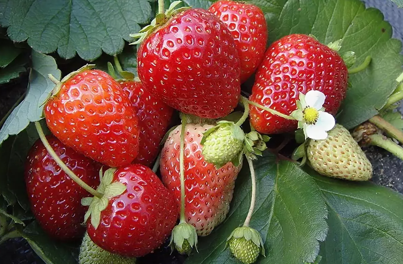 사계절 딸기 품종