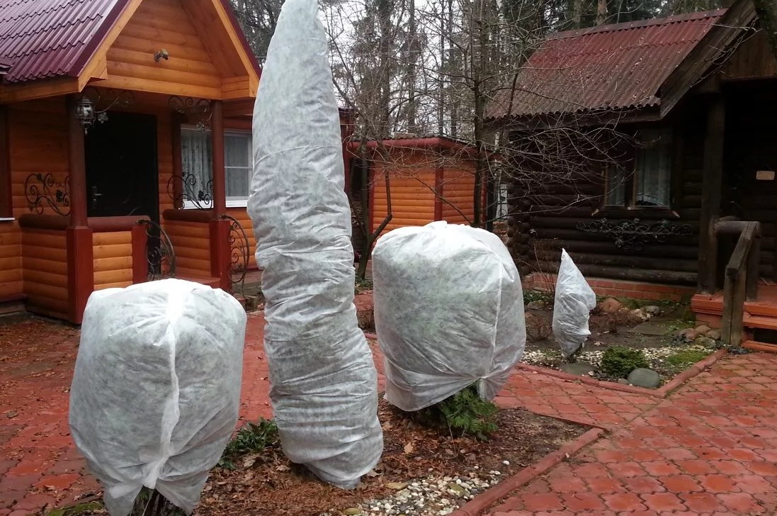 서리로부터 측백나무를 보호하는 방법