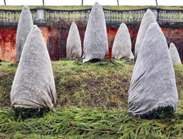 서리로부터 측백나무를 보호하는 방법