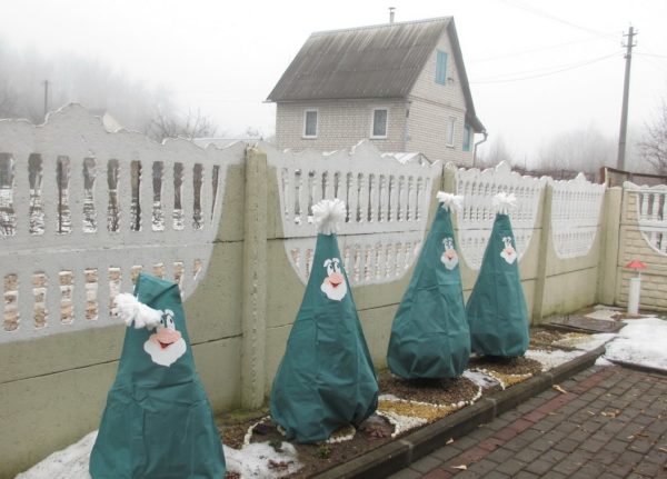 서리로부터 측백나무를 보호하는 방법