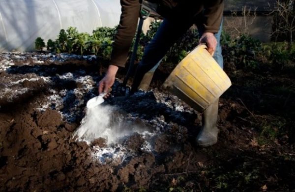 가을에 땅에 비료를 주다