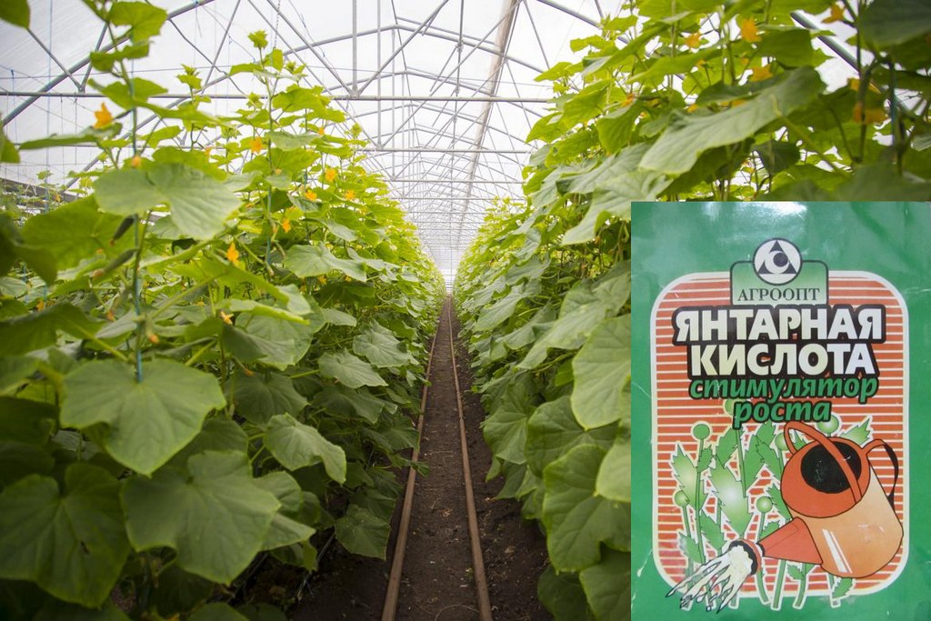 오이를 먹이기 위한 석신산