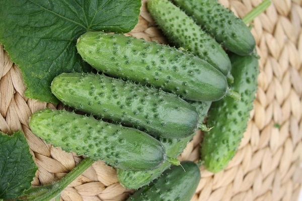 오이 보리시치 f1