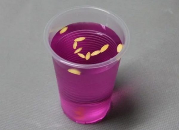 과망간산칼륨 용액에 담긴 씨앗