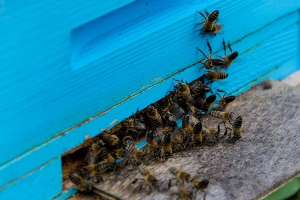 겨울을 대비한 벌집 준비