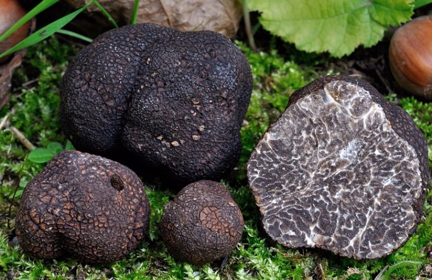 트러플 버섯