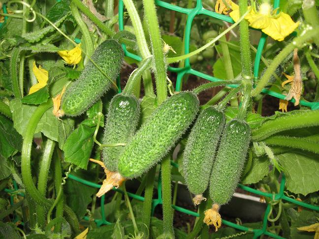 오이 나스티아 f1