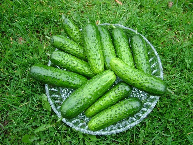 오이 라스토치카 f1