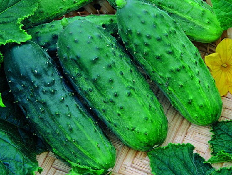 알료누슈카 자매