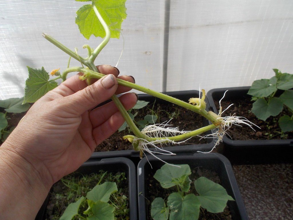 의붓아들에 의한 오이 번식