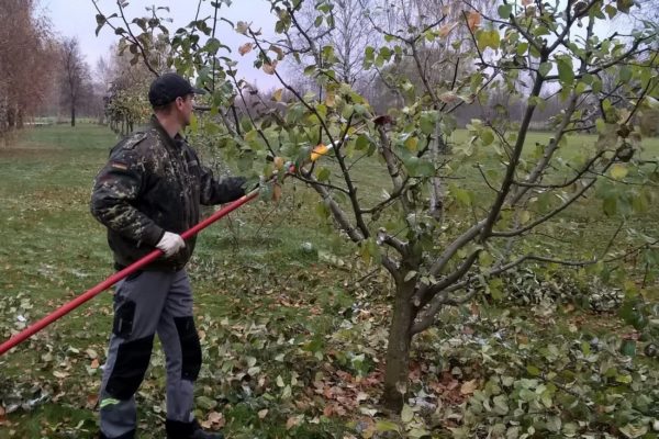 봄에 복숭아나무 가지치기