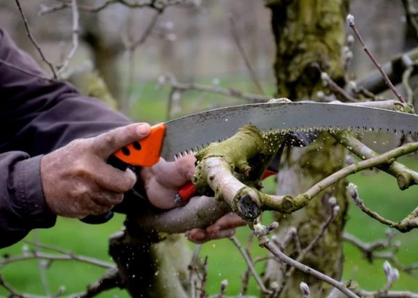 봄에 복숭아나무 가지치기