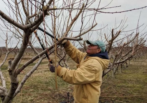 봄에 복숭아나무 가지치기