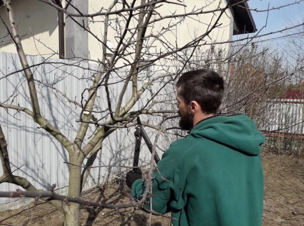 봄에 복숭아나무 가지치기