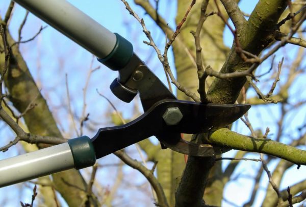 봄에 복숭아나무 가지치기