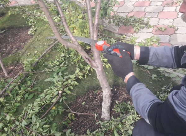 봄에 복숭아나무 가지치기