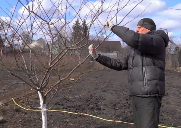 봄에 복숭아나무 가지치기