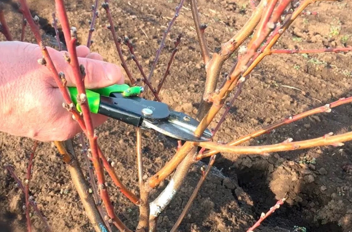 봄에 복숭아나무 가지치기