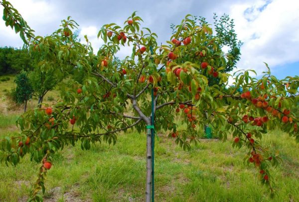 봄에 복숭아나무 가지치기