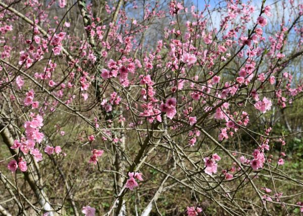 봄에 복숭아나무 가지치기